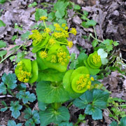 Click to enlarge Smyrnium rotundifolium
