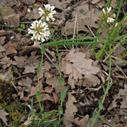 Click to enlarge Thlaspi praecox