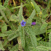 Bugloss or Anchusa