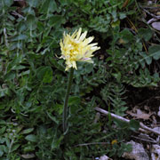 Click to enlarge Urospermum dalechampii