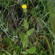 Click to enlarge Urospermum picroides