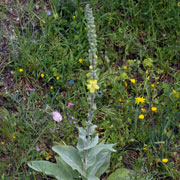 Click to enlarge Orchis papillionacea white