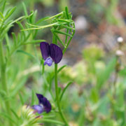 Click to enlarge Vicia peregrina