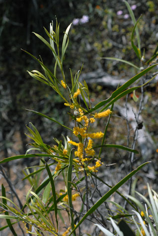 Acacia acuminata