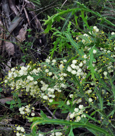 Acacia alata