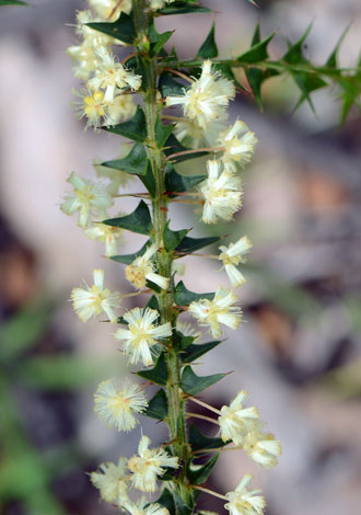 Acacia divergens close