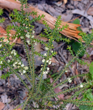 Acacia divergens whole