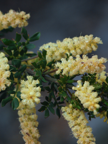 Acacia drummondii close