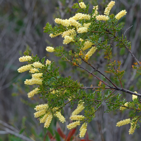 Acacia drummondii whole