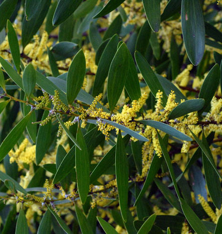 Acacia longifolia ssp sophorae