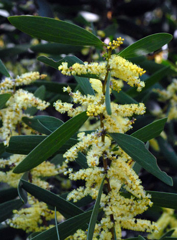 Acacia longifolia ssp sophorae