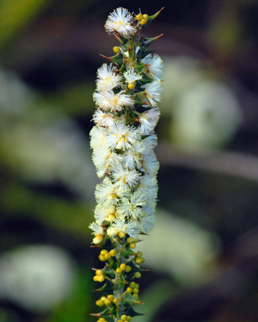 Acacia mooreana close