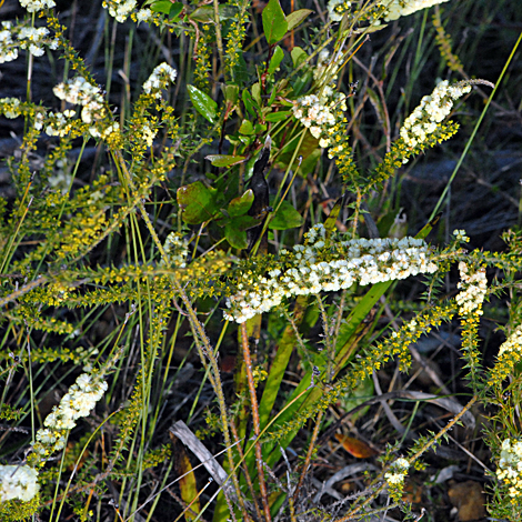 Acacia mooreana whole