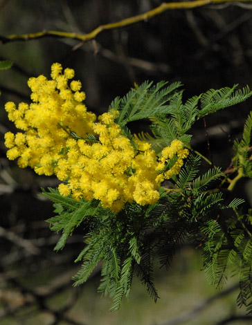 Acacia pentadenia close