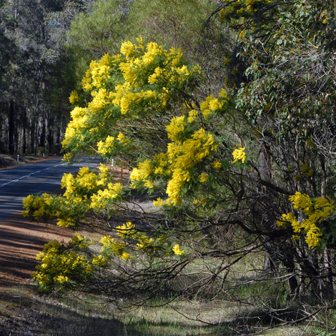 Acacia pentadenia whole