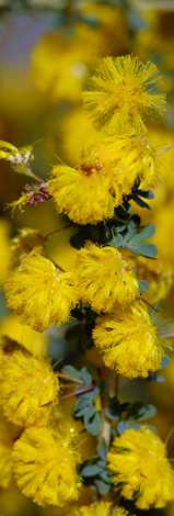 Acacia pulchella close