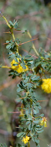Acacia pulchella leaves