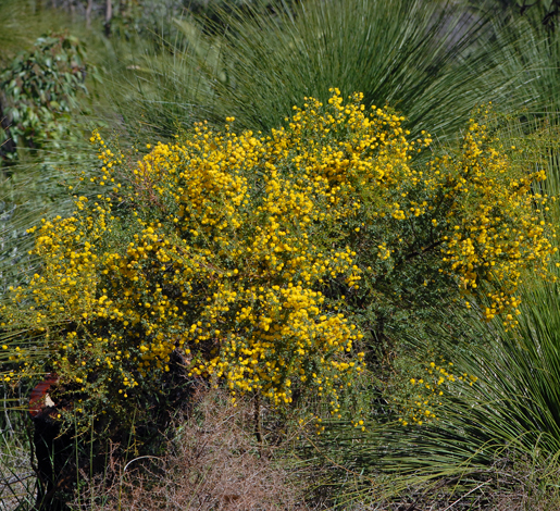 Acacia pulchella whole