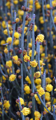 Acacia restiacea flower