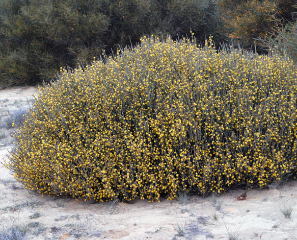 Acacia restiacea whole