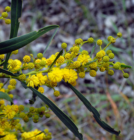 Acacia saligna close