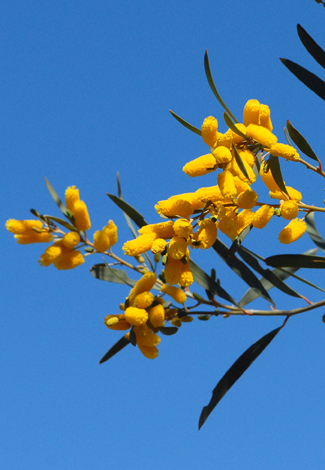 Acacia stereophylla close