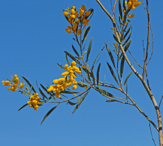 Acacia stereophylla whole