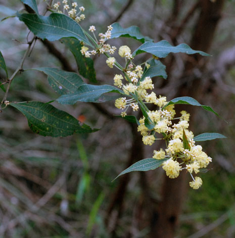 Acacia urophylla