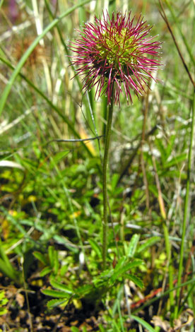 Acaena novae-zelandiae