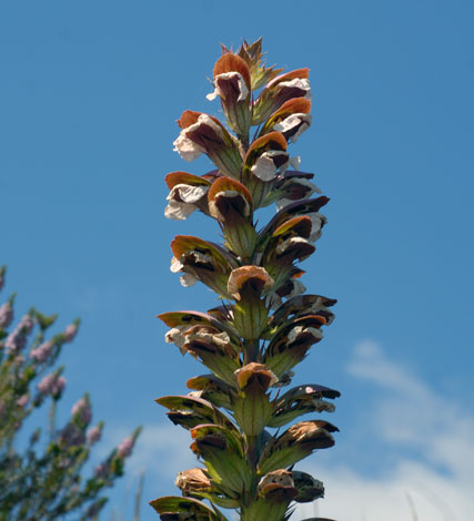 Acanthus mollis close