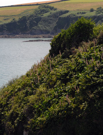 Acanthus mollis on cliffs