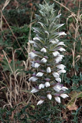 Acanthus spinosus close