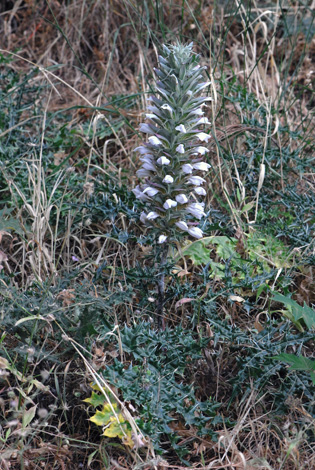 Acanthus spinosus whole