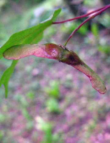 Acer campestre fruit
