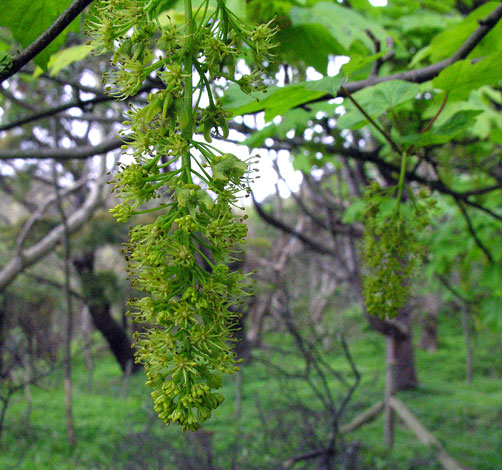 Acer pseudoplatanus