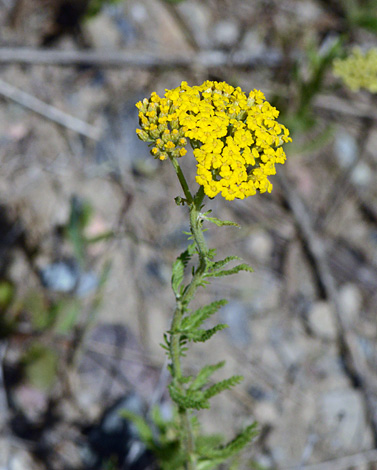 Achillea biebersteinii close