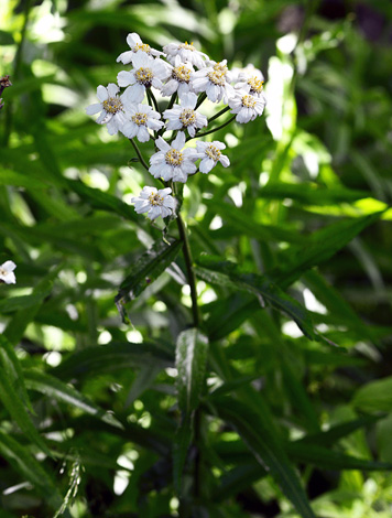 Achillea biserrata close