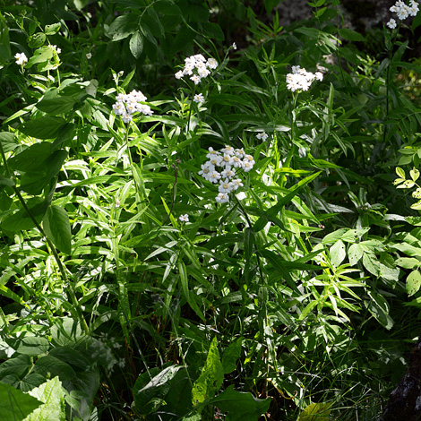 Achillea biserrata whole