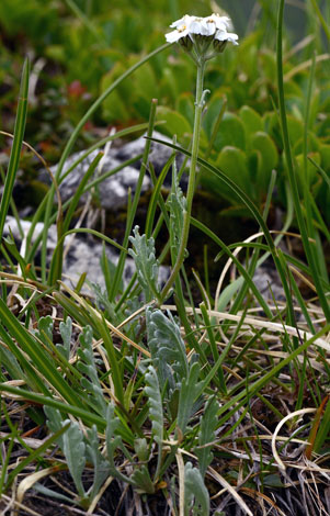 Achillea clavennae close