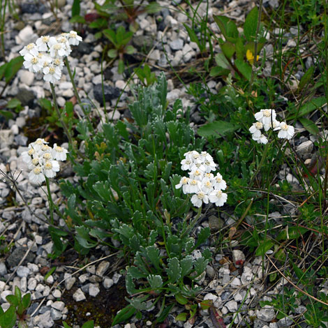 Achillea clavennae whole