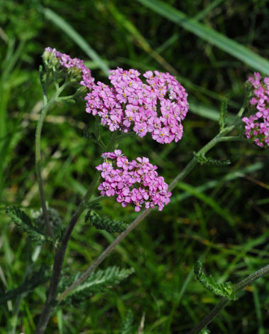 Achillea millefolium var rosea
