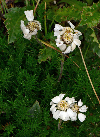 Achillea oxyloba close