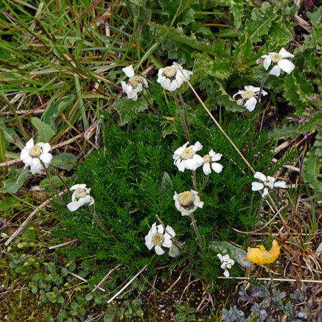 Achillea oxyloba whole