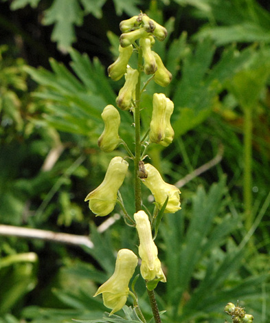 Aconitum vulparia close