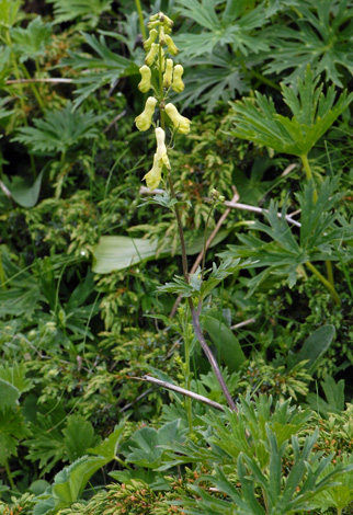 Aconitum vulparia whole