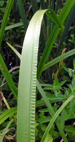 Acorus calamus leaf