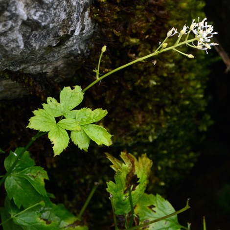 Actaea spicata flower