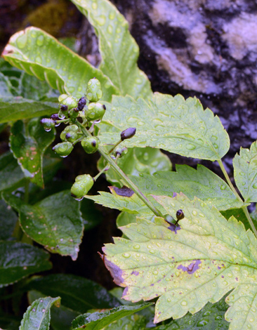 Actaea spicata fruit