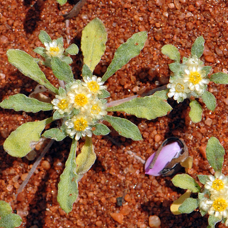 Actinobole condensatum close