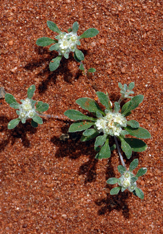 Actinobole condensatum whole